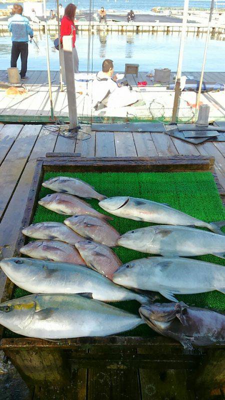 海の釣堀 海恵 釣果