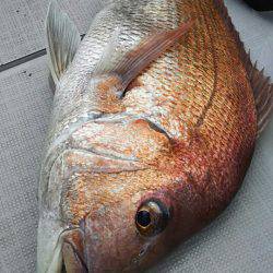 タイラバ遊漁船 ワンピース 釣果