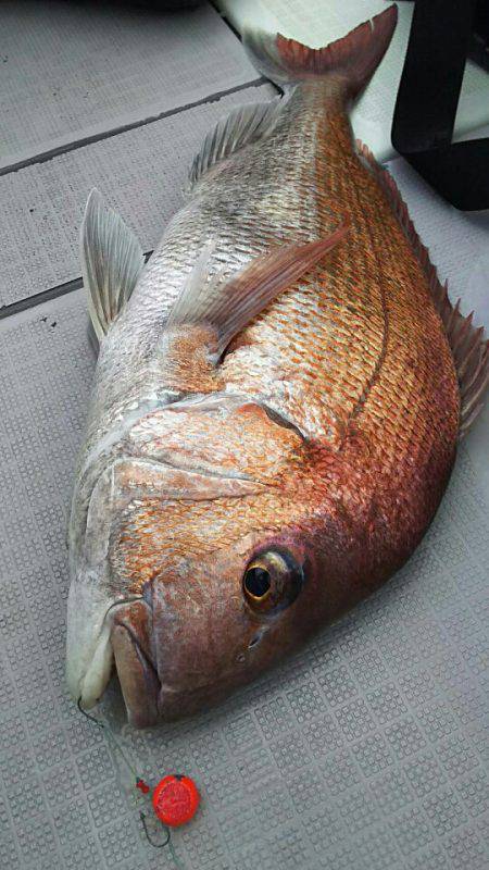 タイラバ遊漁船 ワンピース 釣果