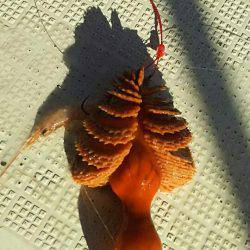 タイラバ遊漁船 ワンピース 釣果