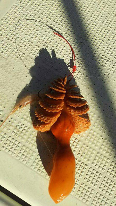 タイラバ遊漁船 ワンピース 釣果