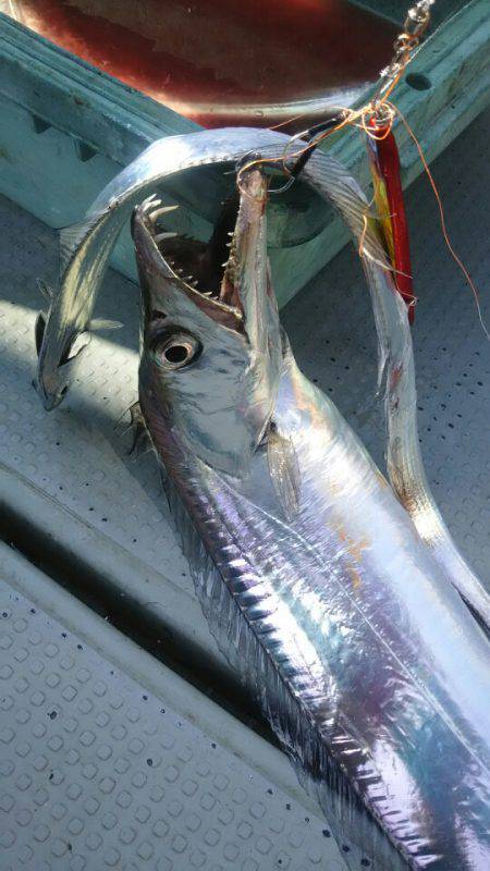 サンマリン 釣果