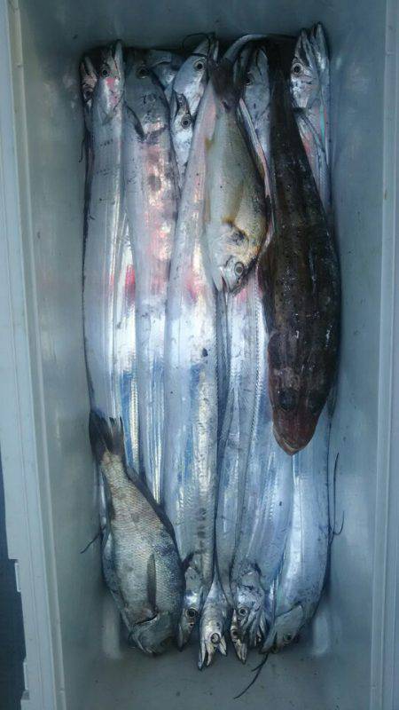 サンマリン 釣果