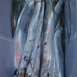 サンマリン 釣果