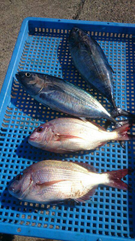 第三共栄丸 釣果