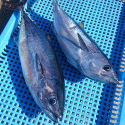 第三共栄丸 釣果