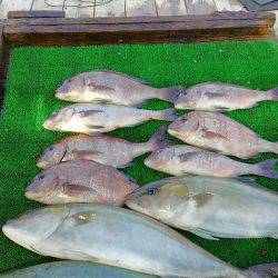 海の釣堀 海恵 釣果