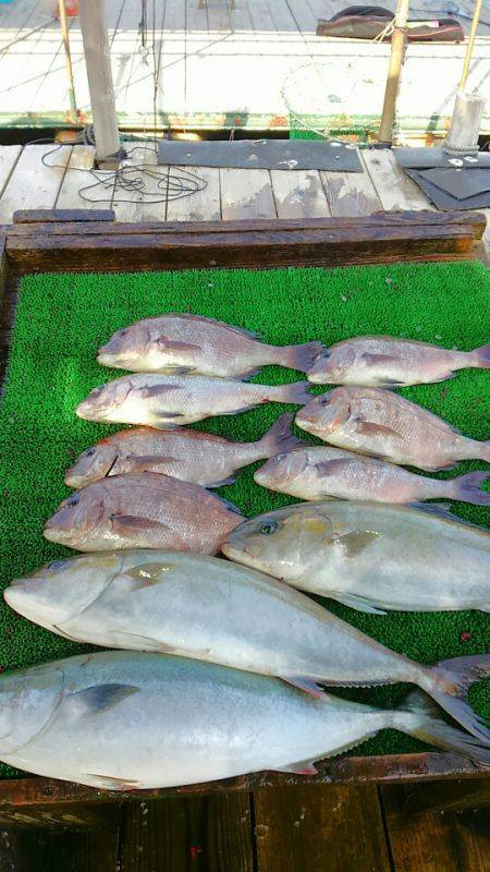 海の釣堀 海恵 釣果