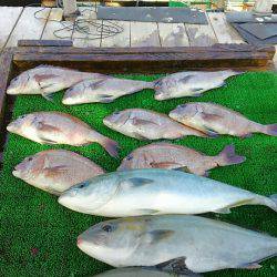 海の釣堀 海恵 釣果