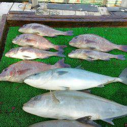 海の釣堀 海恵 釣果