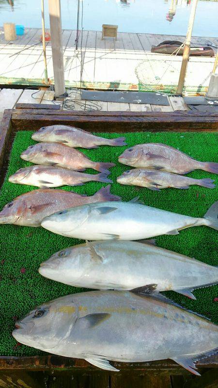 海の釣堀 海恵 釣果