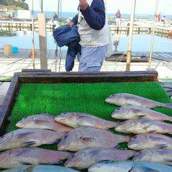 海の釣堀 海恵 釣果