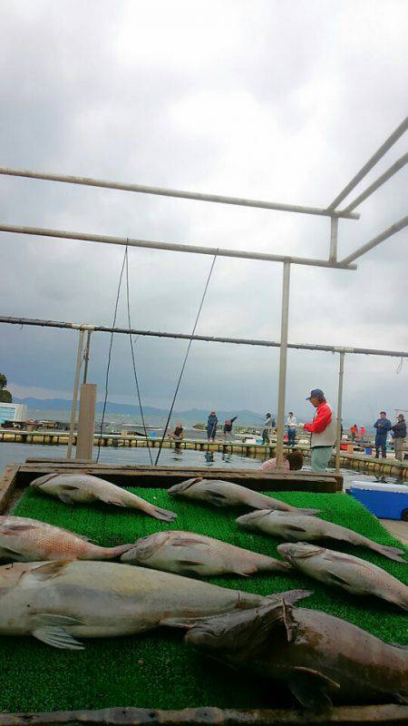 海の釣堀 海恵 釣果