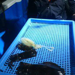 第三共栄丸 釣果