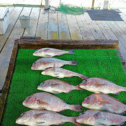 海の釣堀 海恵 釣果