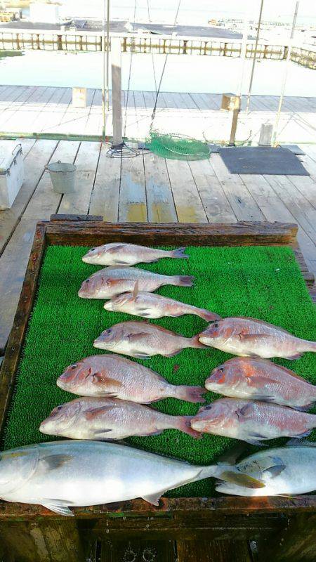 海の釣堀 海恵 釣果