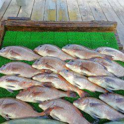 海の釣堀 海恵 釣果