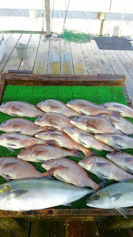 海の釣堀 海恵 釣果