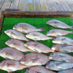 海の釣堀 海恵 釣果