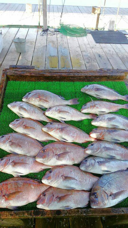 海の釣堀 海恵 釣果