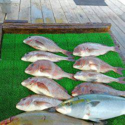 海の釣堀 海恵 釣果