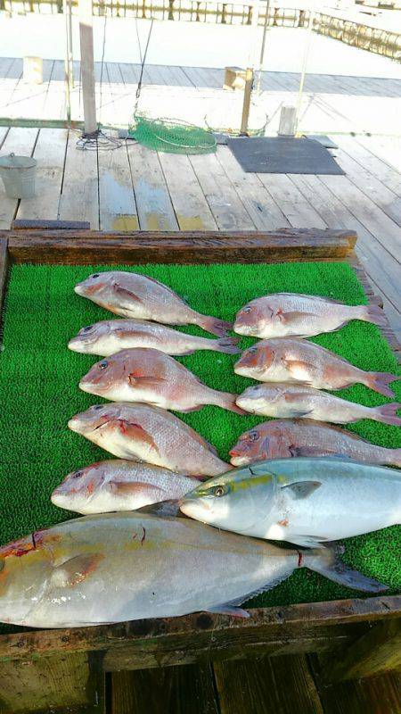 海の釣堀 海恵 釣果