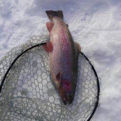 つりぼりあかし 釣果