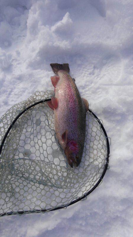 つりぼりあかし 釣果