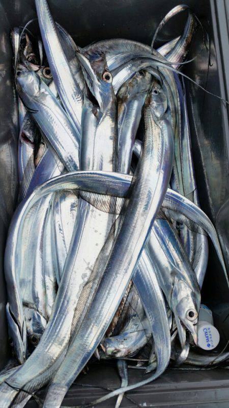 金沢八景鴨下丸 釣果