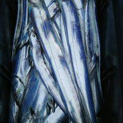 サンマリン 釣果