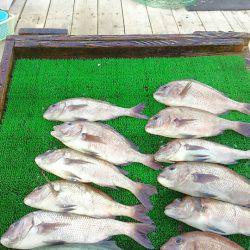 海の釣堀 海恵 釣果