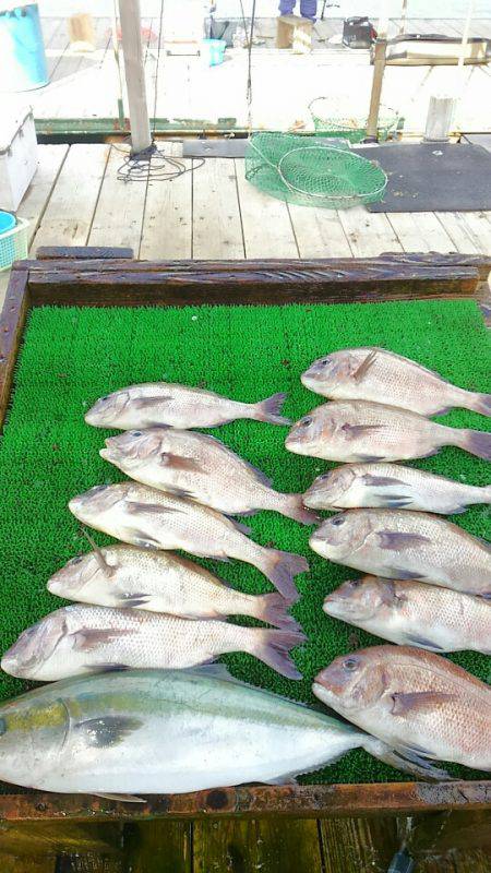 海の釣堀 海恵 釣果