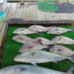 海の釣堀 海恵 釣果