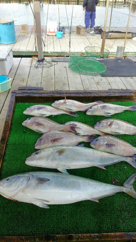 海の釣堀 海恵 釣果