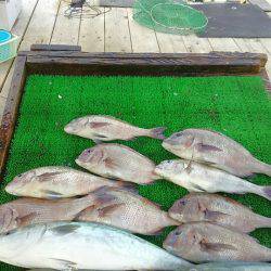 海の釣堀 海恵 釣果
