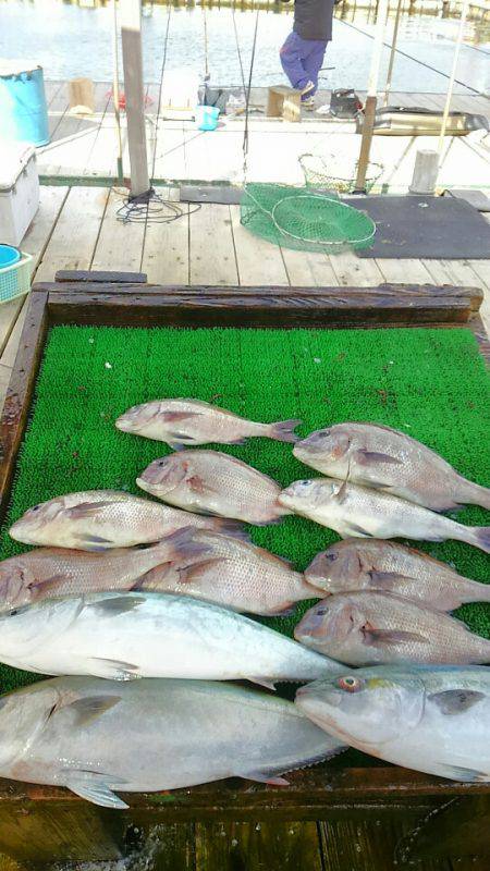 海の釣堀 海恵 釣果