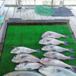 海の釣堀 海恵 釣果