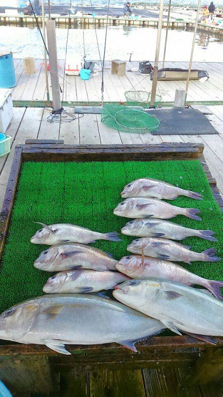 海の釣堀 海恵 釣果