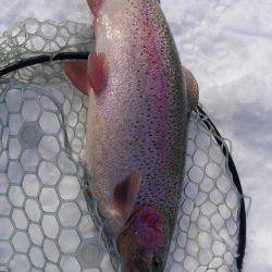 つりぼりあかし 釣果