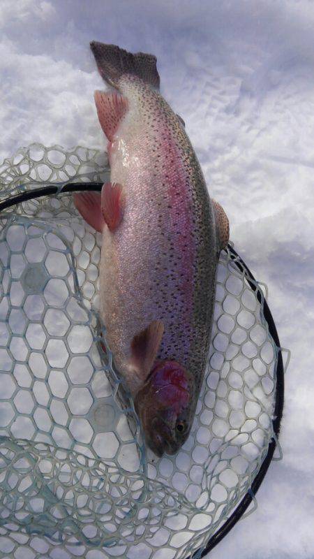 つりぼりあかし 釣果