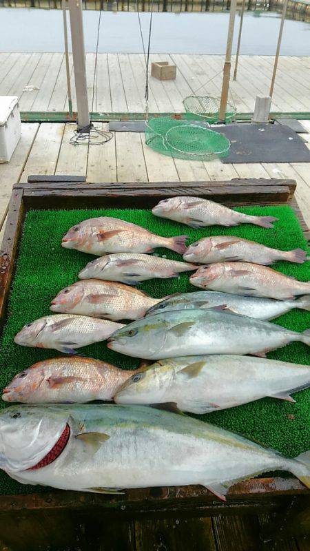 海の釣堀 海恵 釣果