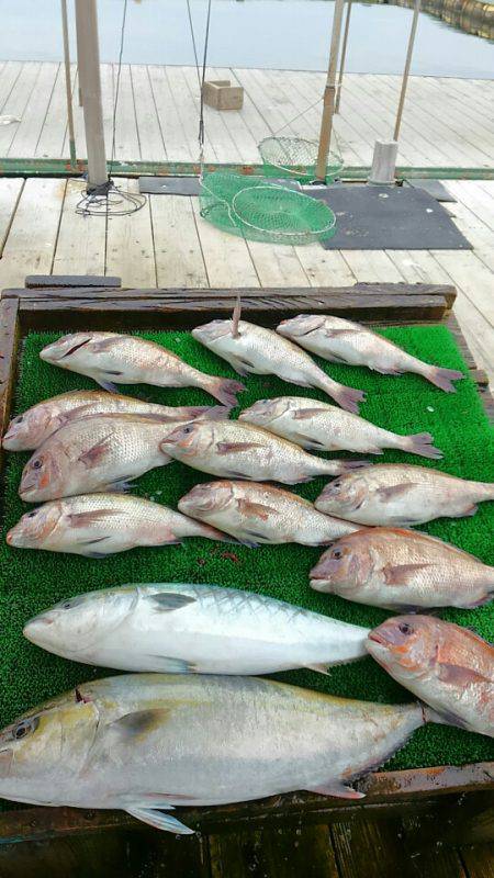 海の釣堀 海恵 釣果