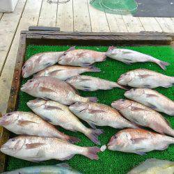 海の釣堀 海恵 釣果