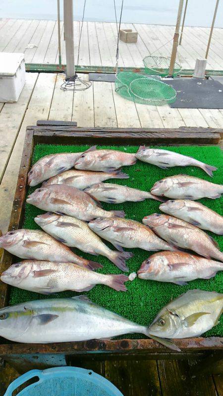 海の釣堀 海恵 釣果