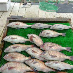 海の釣堀 海恵 釣果