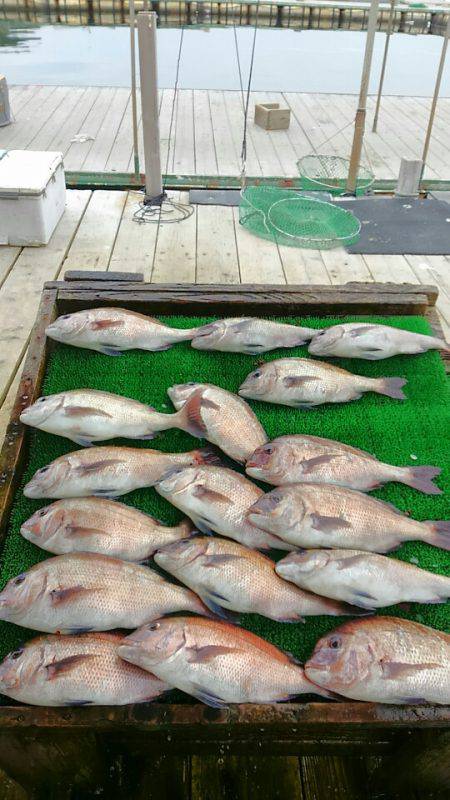 海の釣堀 海恵 釣果