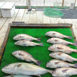 海の釣堀 海恵 釣果