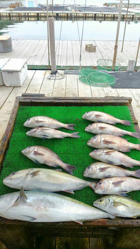海の釣堀 海恵 釣果