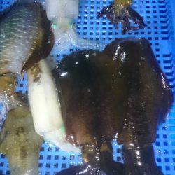 第三共栄丸 釣果