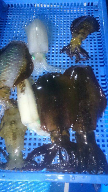 第三共栄丸 釣果